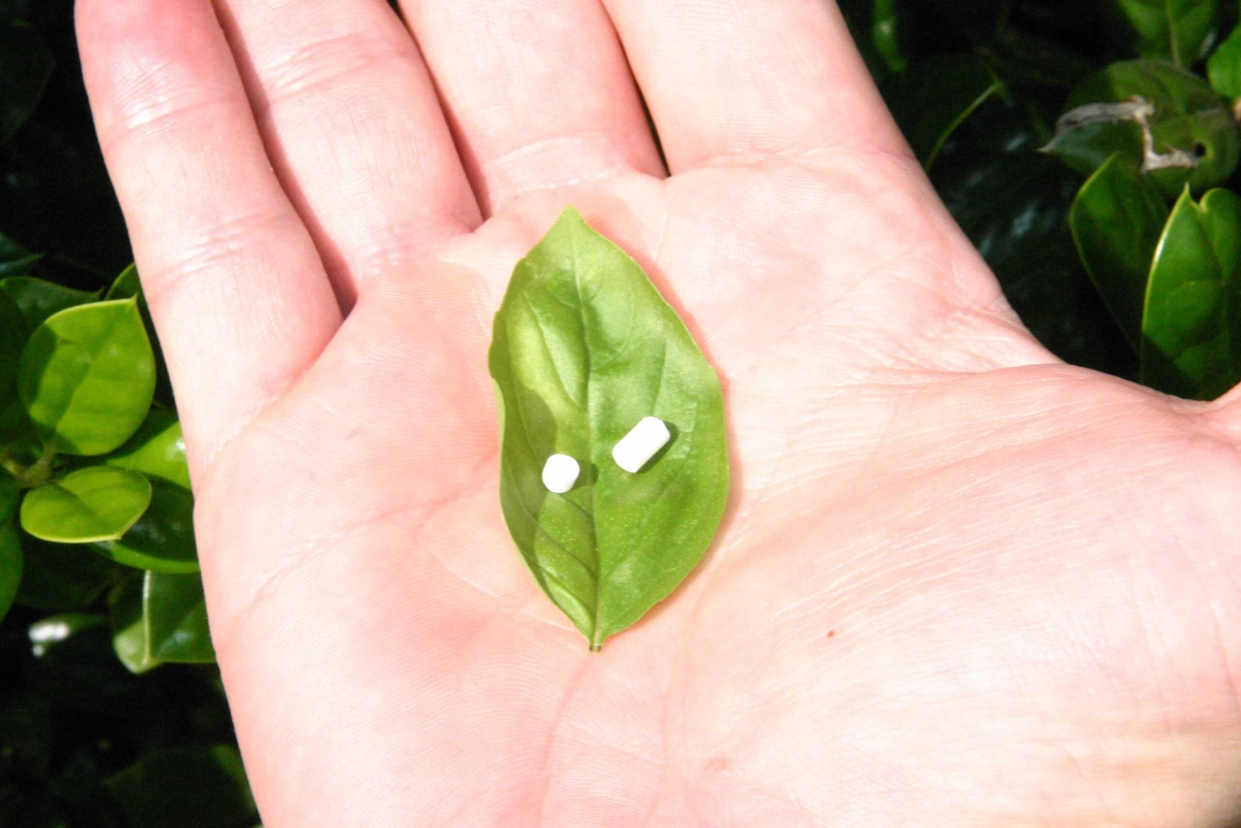 Plant-hormones AB Hormone Therapy Bryan/College Station, Texas - 2 - Leaf in Hand Image