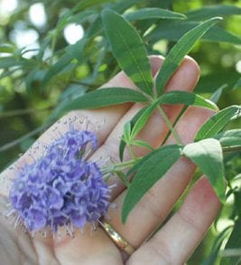 AB Hormone Therapy PMS What to do